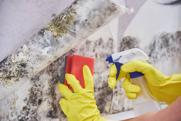 Mold Documentation for Insurance Claims in Cresskill, NJ